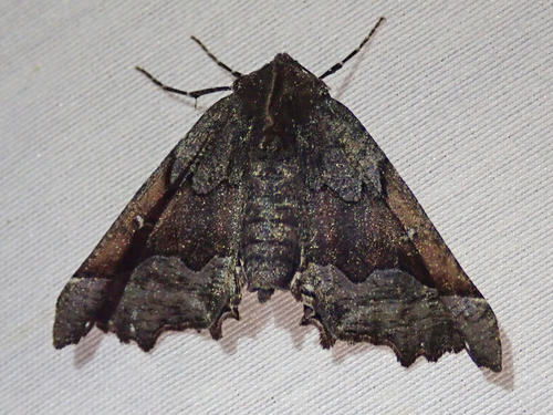 iNaturalist observation photo of Pero Moths
