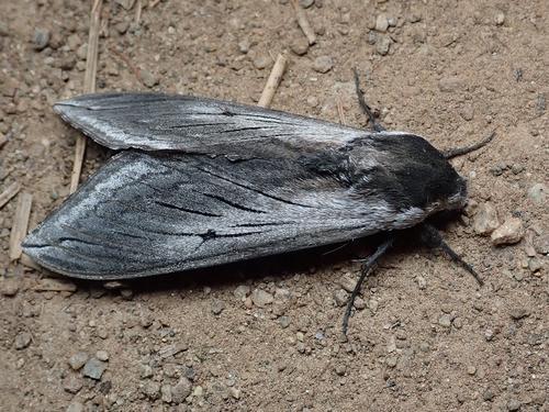iNaturalist observation photo of Elegant Sphinx