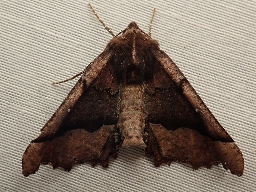 iNaturalist observation photo of Pero Moths