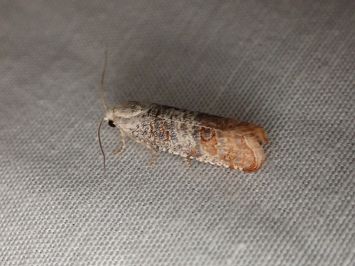iNaturalist observation photo of Olethreutine Leafroller Moths