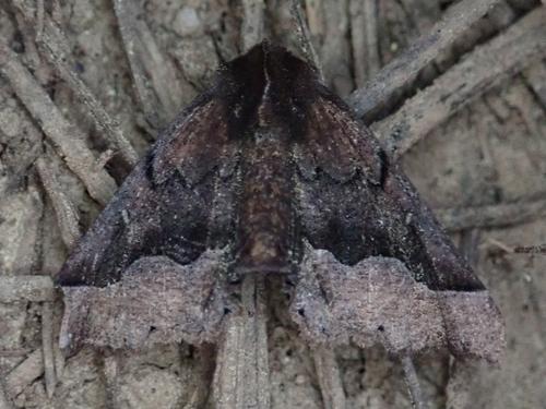 iNaturalist observation photo of Pero Moths