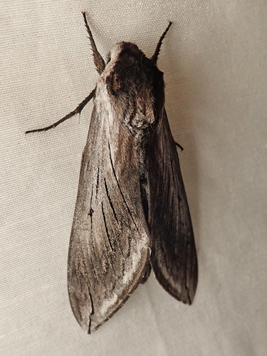 iNaturalist observation photo of Elegant Sphinx