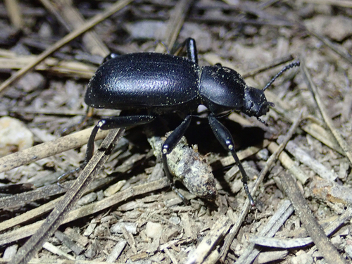 iNaturalist observation photo of Coelocnemis