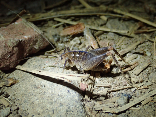 iNaturalist observation photo of Pristoceuthophilus
