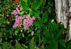 Medinilla cummingii