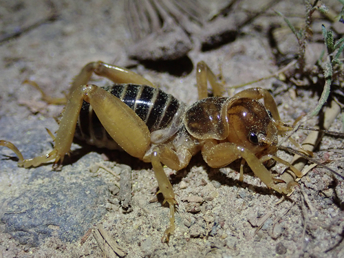 iNaturalist observation photo of North American Jerusalem Crickets