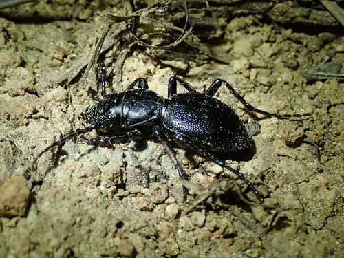iNaturalist observation photo of California Night-stalking Tiger Beetle