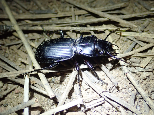 iNaturalist observation photo of Pterostichus lama