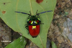 Chrysocoris eques