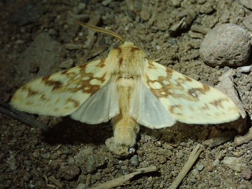 iNaturalist observation photo of Spotted Tussock Moth