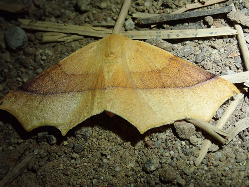 iNaturalist observation photo of Elegant Thorn