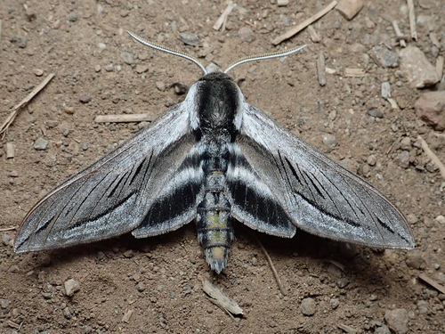 iNaturalist observation photo of Vashti Sphinx