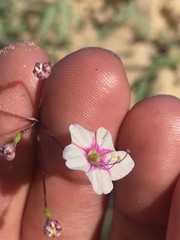 Commicarpus brandegeei