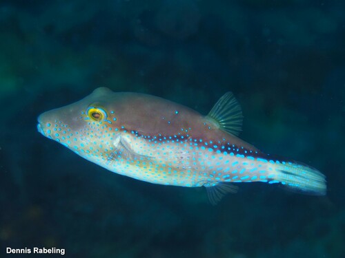 Macaronesian Toby