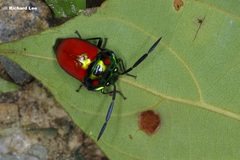 Chrysocoris eques