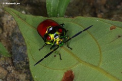 Chrysocoris eques