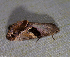 Odontodes pallidifimbria