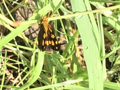 Metisella metis paris
