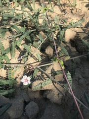 Commicarpus brandegeei