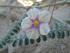 Commicarpus brandegeei