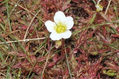 Saxifraga hypnoides