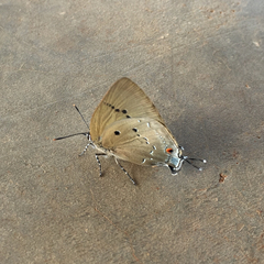 Parrhasius polibetes