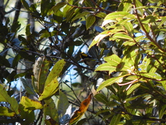 Setophaga chrysoparia