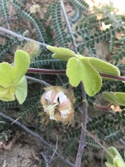 Passiflora pentaschista