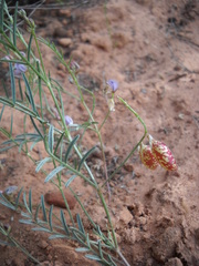 Astragalus ceramicus