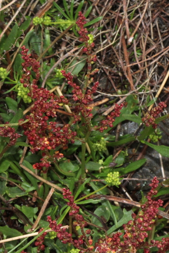 კოკომჟავა (Rumex acetosella)