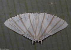 Urapteroides astheniata