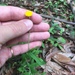 Coronidium rutidolepis - Photo (c) bennybotany85, algunos derechos reservados (CC BY-NC), subido por bennybotany85