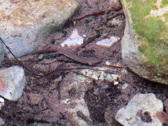 Eurycea troglodytes