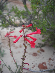 Penstemon utahensis
