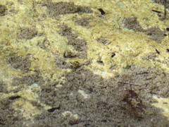 Thermonectus marmoratus