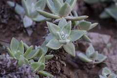 Dudleya greenei