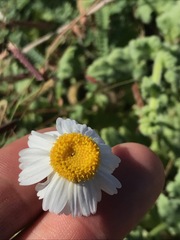 Perityle crassifolia