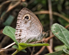 Ypthima ceylonica