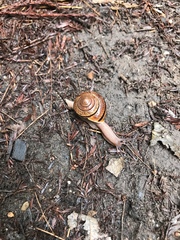 Helminthoglypta exarata