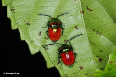 Chrysocoris eques
