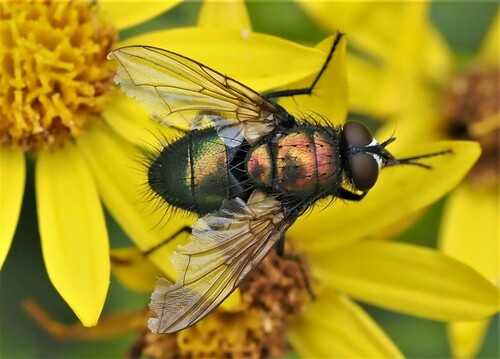 Lucilia nuotrauka
