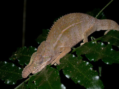 Furcifer rhinoceratus