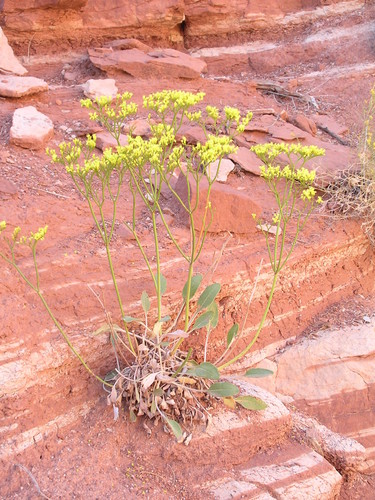 Thompson's buckwheat (Eriogonum thompsoniae)