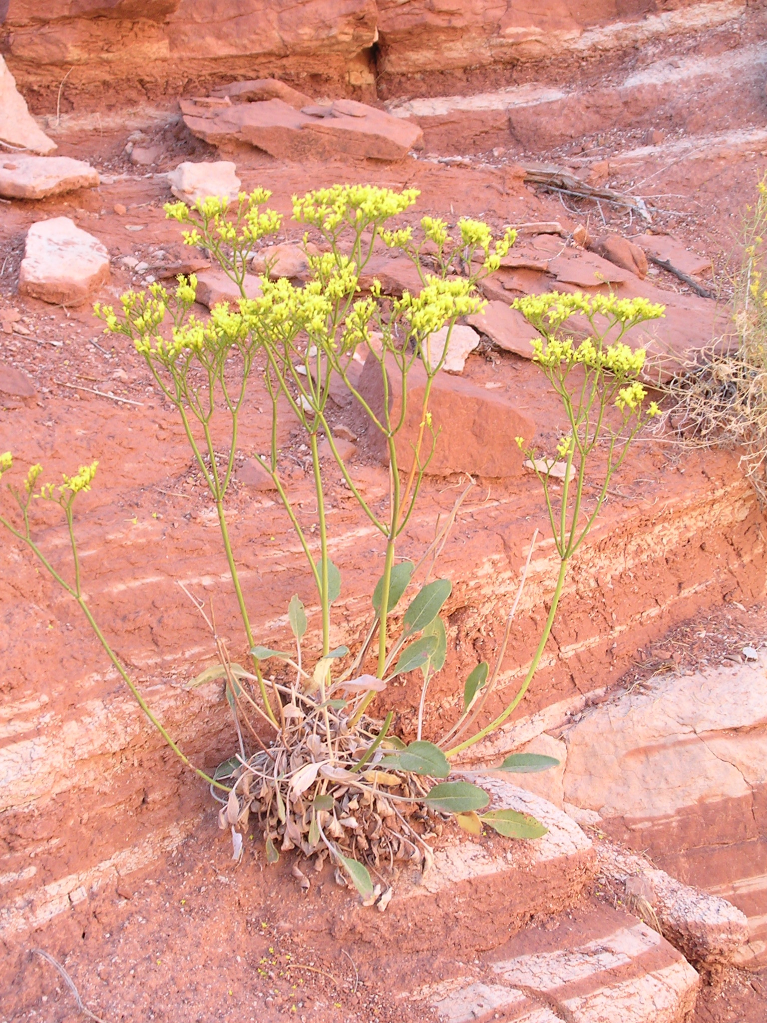 Eriogonum thompsoniae