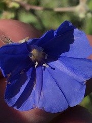 Jacquemontia abutiloides