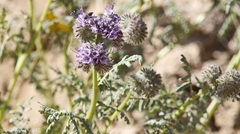 Phacelia tanacetifolia