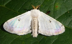 Penicillifera apicalis