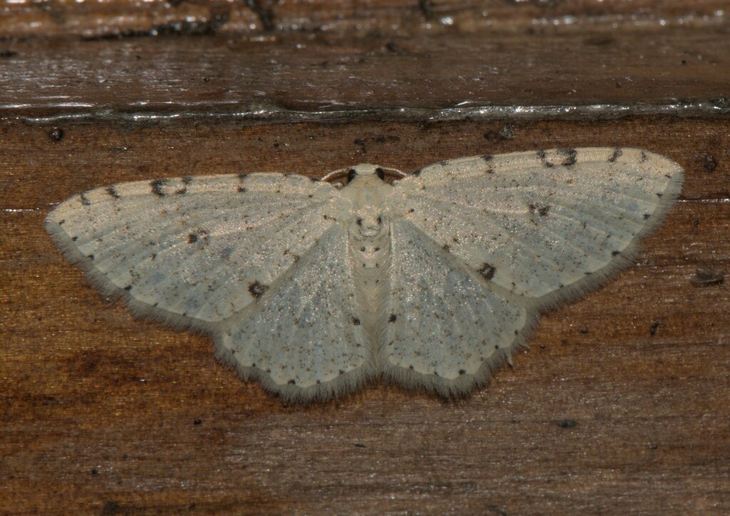Hydrelia marginepunctata