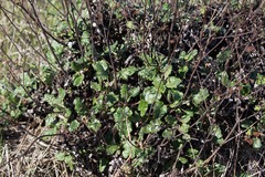 Eriogonum grande