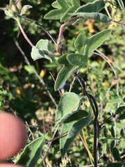 Jacquemontia abutiloides